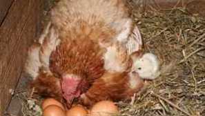 Ako zasadiť kurča na vajcia. 